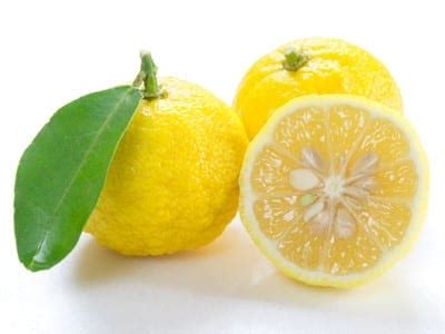 LEMON YUZU JAPANESE 200MM | Garden Feast