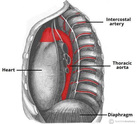 The Aorta - Branches - Aortic Arch - TeachMeAnatomy