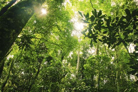 Facts About the Rainforest Layers | Sciencing