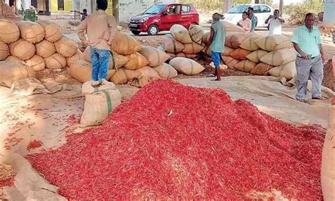 Guntur: Farmers in quandary as Mirchi Yard shuttered