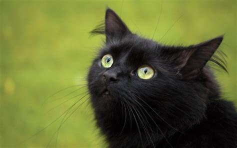 Beautiful Black Cat Hd Pictures/Wallpapers 2013 | Beautiful And Dangerous Animals/Birds Hd ...