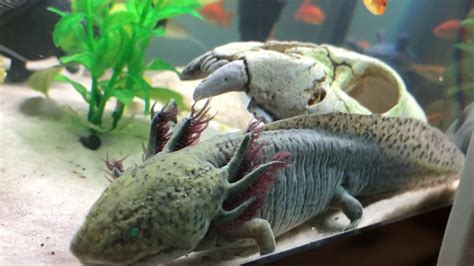 BIGGEST AXOLOTL I'VE EVER SEEN!!!! (HD) - YouTube