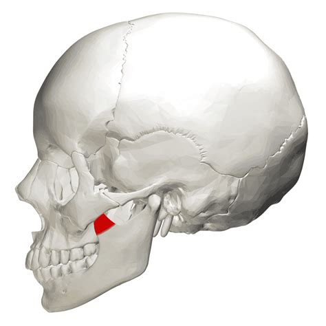 Coronoid process of the mandible - Wikiwand