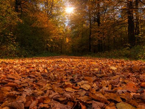 Forest Path Covered By Dry Autumn Leaves And Sunbeam Through Trees 4K ...