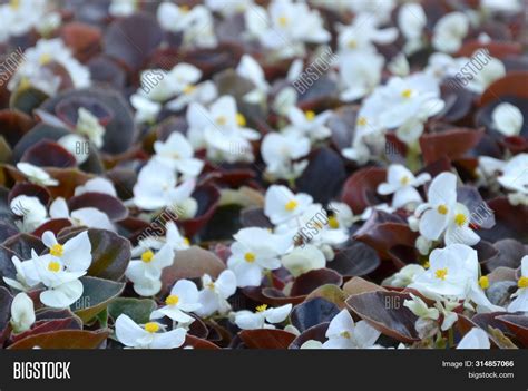 White Begonia Image & Photo (Free Trial) | Bigstock