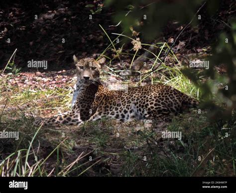 leopards of Sri Lanka Stock Photo - Alamy