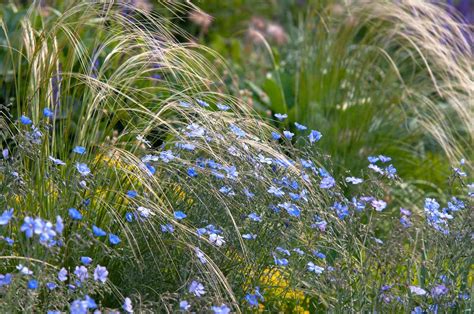 How to Grow and Care for Flax Flowers