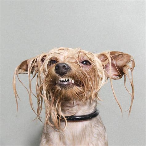 Drowned rat? No, just portraits of bathing dogs by Sophie Gamand