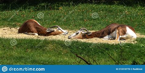 Dama Gazelle, Gazella Dama Mhorr or Mhorr Gazelle is a Species of ...