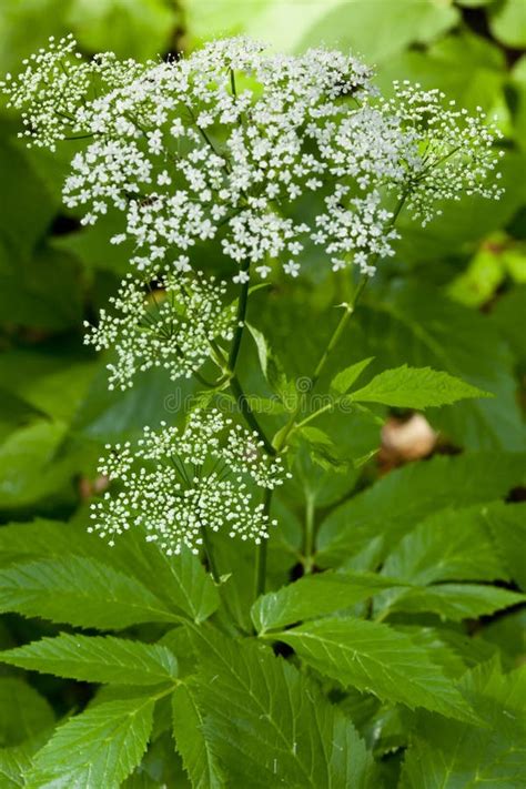 The Hydrangea paniculata stock image. Image of blur, green - 21434661