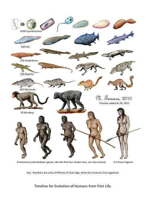 Timeline for Evolution of Humans | Human evolution, Evolution art ...