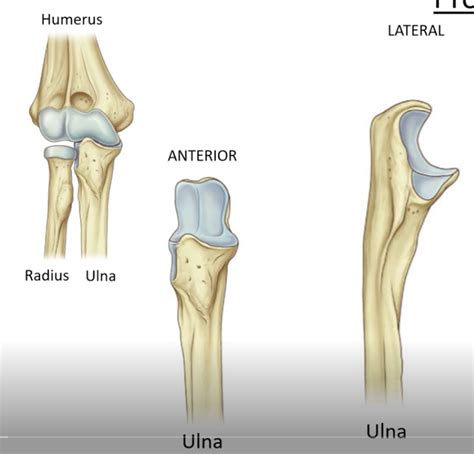 Proximal Ulna Anatomy