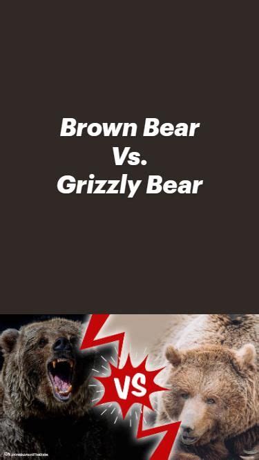 Brown Bear Vs. Grizzly Bear in 2023