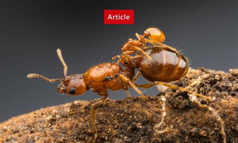 Ants Identification - Action Pest Services