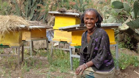 Beekeeper training | ActionAid UK