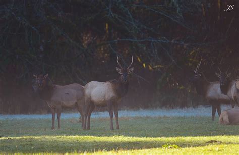 Elk Herd – The Bird Nerd