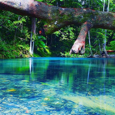 Unique Daintree Rainforest & Cape Tribulation Full Day Tour | DISCTRS ...