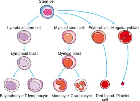 Producing new blood cells – why reading the recipe matters - Cancer Research UK - Cancer News