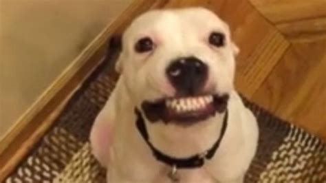 Charming Chicago Dog 'Smiles' Every Time He Hears 'Say Cheese!' - ABC News