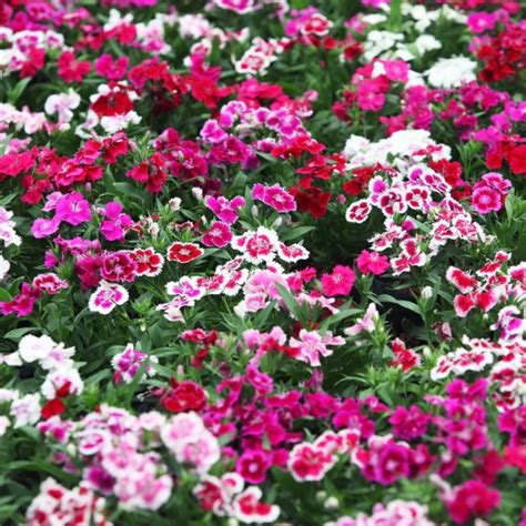 Dianthus Mixed Seed (40 Seeds) - Buy Nainital Succulents Online in India | Save Up to 75%