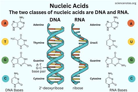 Nucleic Acids Definition, Types Examples Video Lesson, 44% OFF