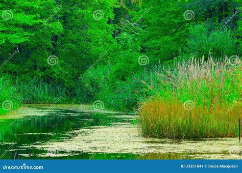 Swamp Landscape Royalty-Free Stock Photography | CartoonDealer.com ...