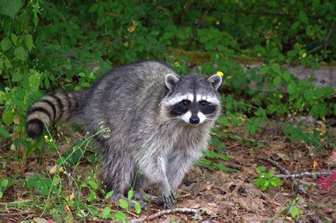 Wild Raccoon Photograph by Jeanette C Landstrom