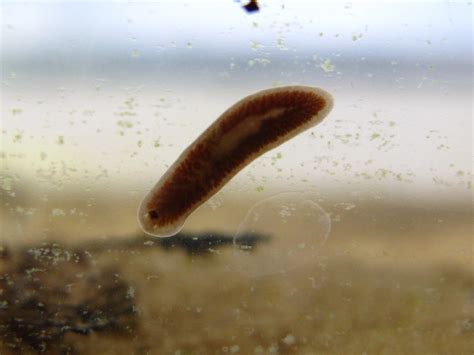 BugBlog: Freshwater Flatworms