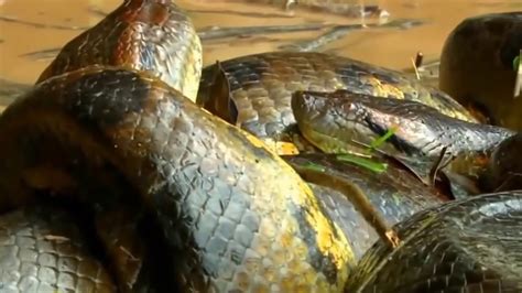 Giant Anaconda found in Amazon River 2019 - YouTube