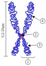 Locus (genetics) - wikidoc