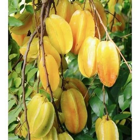 Star Fruit Tree / Starfruits High Resolution Stock Photography And Images Alamy : But if you ...