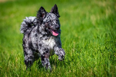 Mudi dog: Dog breed characteristics & care