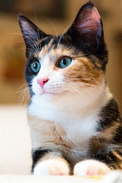 Why Are Calico Cats Female