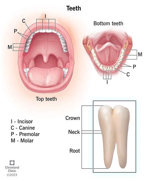 Anatomy Of The Teeth Laminated Wall Chart With Digital Download Code ...