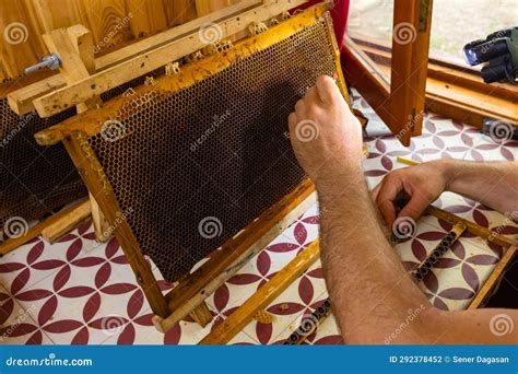 Grafting or Royal Jelly Production or Raising Queen Bee Background Photo Stock Photo - Image of ...