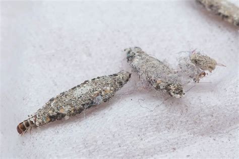 What Causes Moths In The House? | Pest Control FAQ