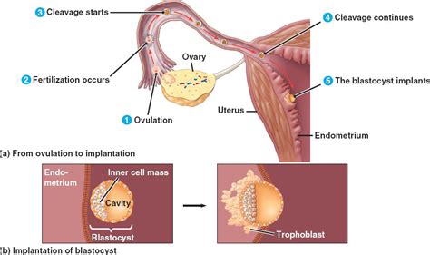 fertilization.html 46_15EarlyPostfertiliz.jpg