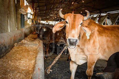 Indian cows in a gaushala, goshala or cow shelter that also sells dairy products, Ghazipur ...