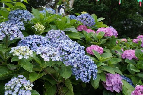 Best Spots for Hydrangeas Viewing in Tokyo 2024 - Japan Web Magazine