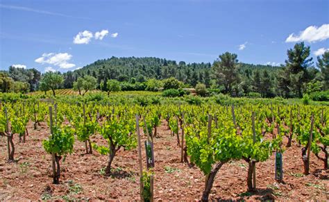 vineyards_provence - Way of Wine