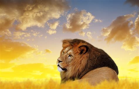 4K Ultra HD Lions Wallpapers - Top Free 4K Ultra HD Lions Backgrounds - WallpaperAccess
