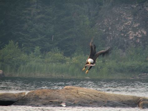 27 best images about Boundary Waters Wildlife on Pinterest | Parks ...