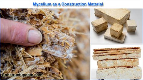 What is Mycelium | Mycelium Uses as Building Construction Material - ConstructUpdate.com