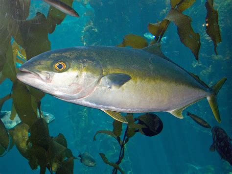 Digestive tract health in Yellowtail Kingfish | Faculty of Sciences | University of Adelaide