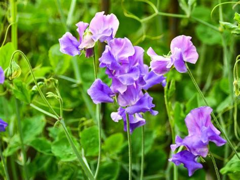 Year Round Flowers Louisiana / Shop The Lowe S Garden Center For All ...