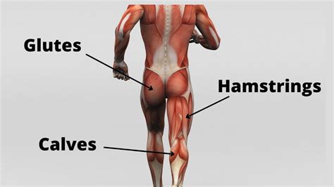 Posterior Muscles Thigh Exercises