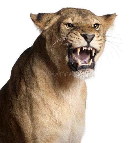 Roaring Lioness