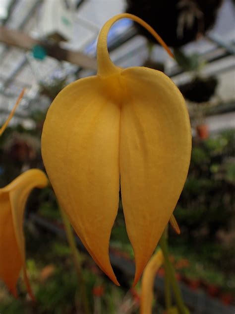 Orchid-a-Day — Masdevallia coccinea (yellow) Syn.: Masdevallia... | Orchids