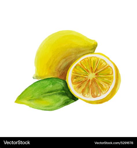 Lemon watercolor painting on white background Vector Image