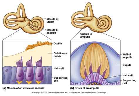 Maculae within the Utricle and Saccule - Google Search | Head anatomy, Anatomy reference, Life ...